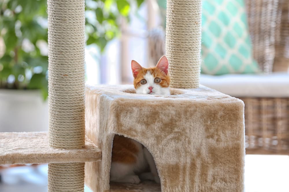 cat in a cat condo