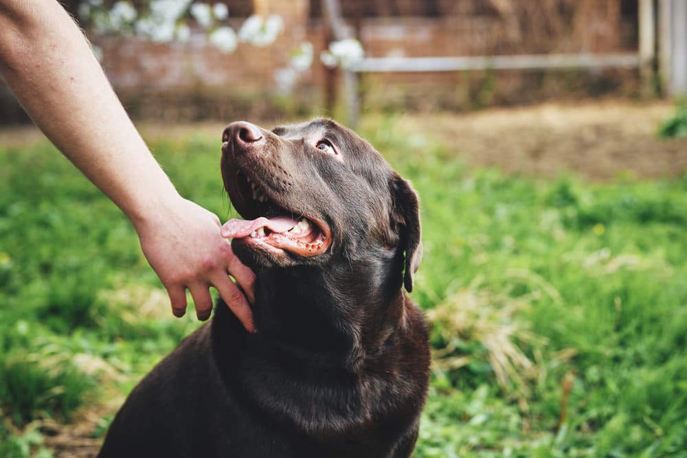 Senior dog being pet by owner