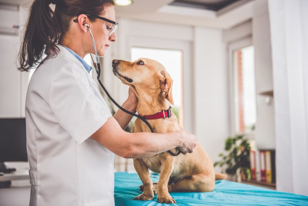 veterinarian with stethoscope examines dog with diarrhea