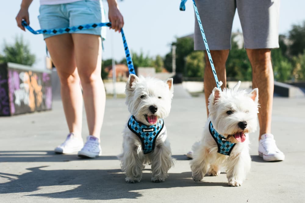 9 Best Dog Harness and Leash Sets of 2024 