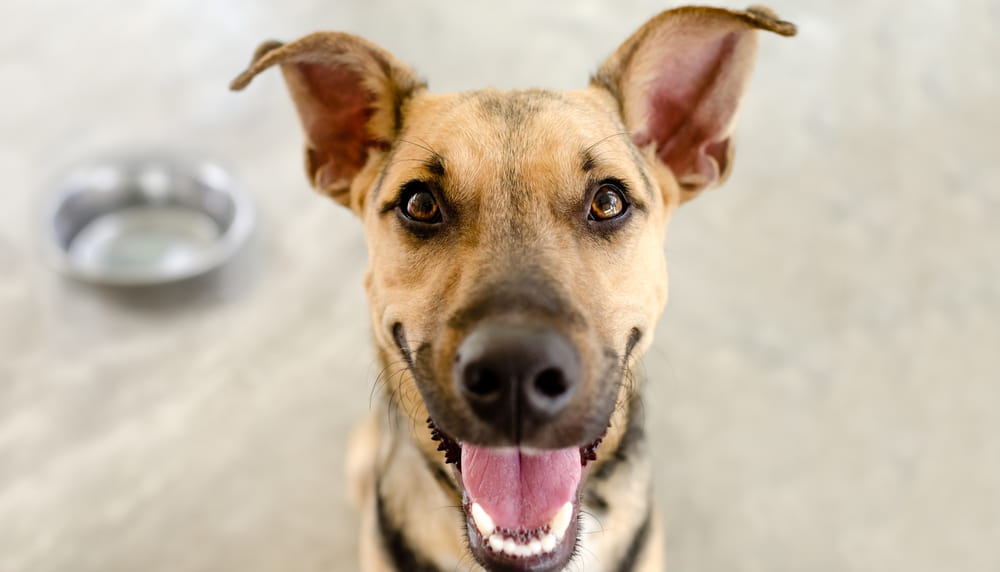 Dog smiling at camera