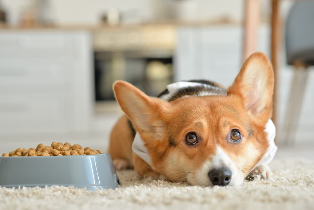 Dog waiting to be fed