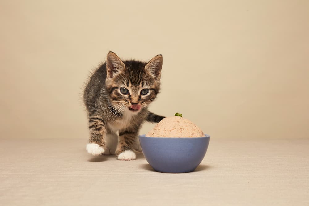 Smalls Cat Food Review A Closer Look at the Fresh Meal Delivery Service Vetstreet Vetstreet