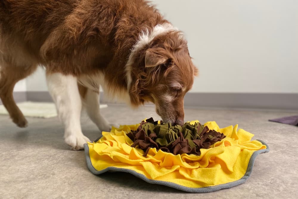 Dog sniffing a snuffle mat at home