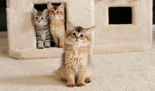 Somali kittens