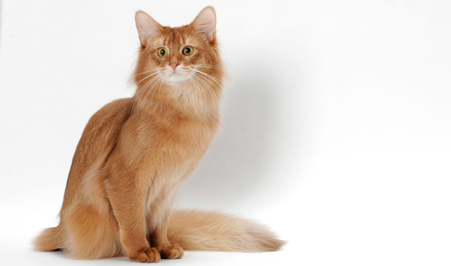 Somali cat