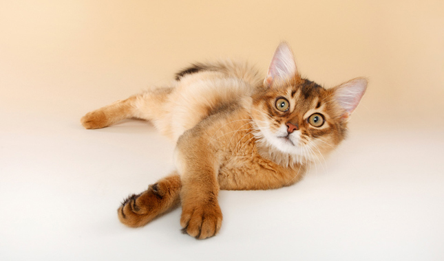 Somali Cat Lying on Its Side