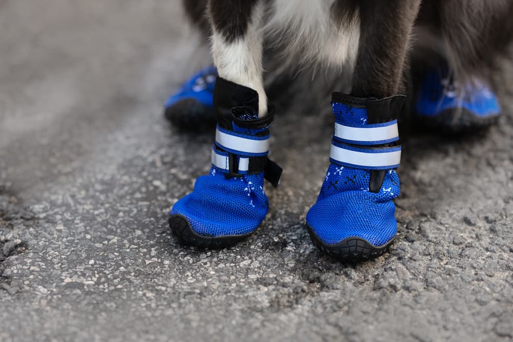 Close up of dog shoes for summer