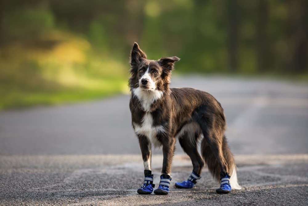 7 Safe Dog Shoes for Summer