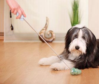 Dog Training 101: Essential Tools You'll Need