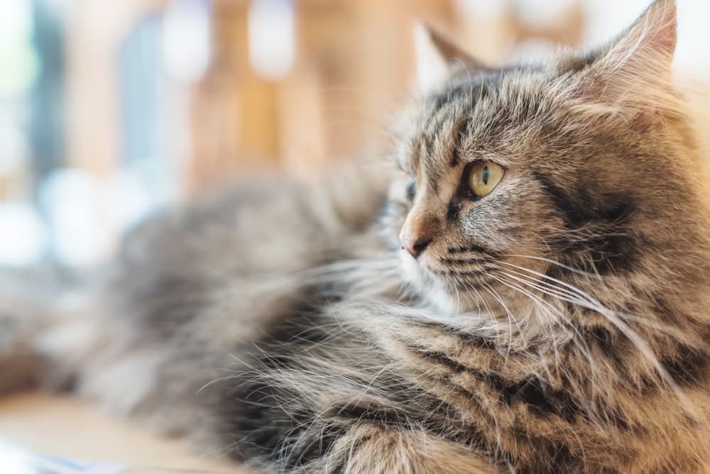 Cat looking out because they want a treat