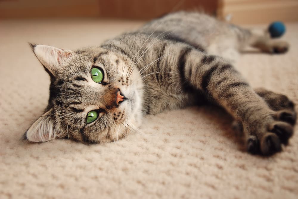 Cat stretching on a bed