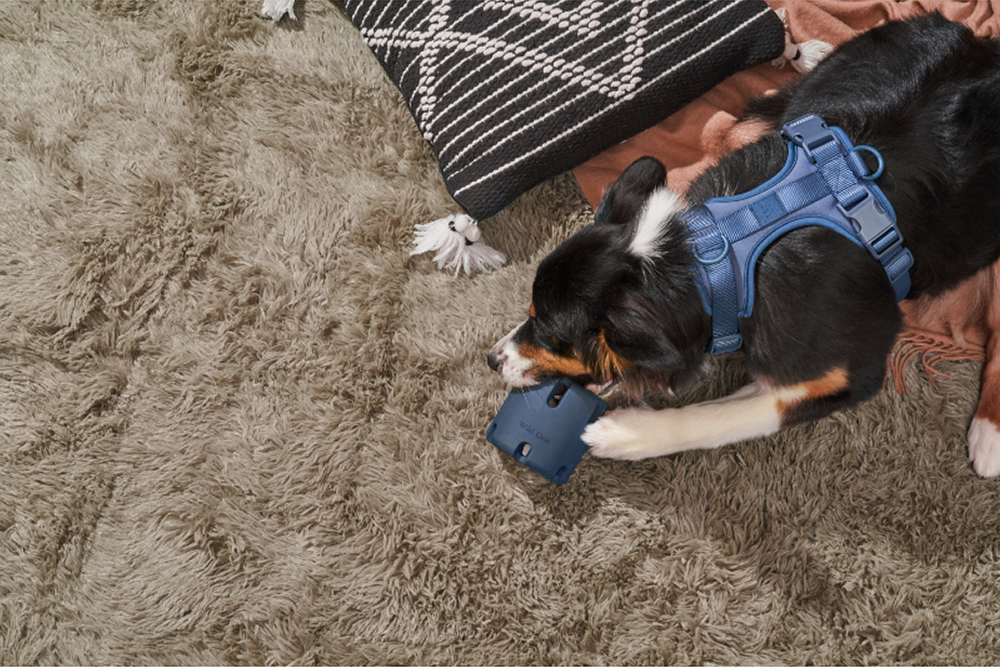 dog wearing navy blue Wild One harness playing with a navy blue tennis tumble toy