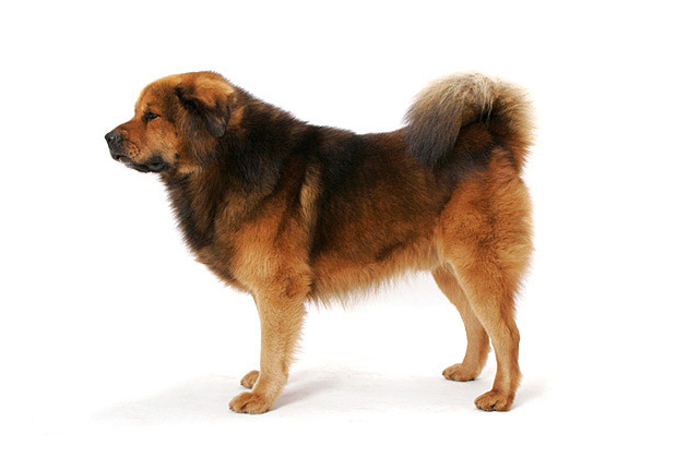 Akita, Alaskan Malamute, Tibetan Mastiff