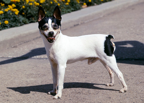 Toy Fox Terrier