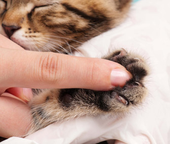 Trimming Kitten Claws