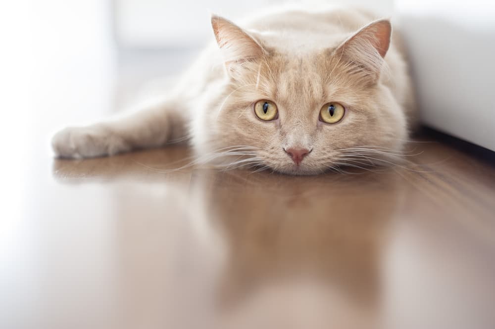 Cat laying on floor looking sad he has a UTI