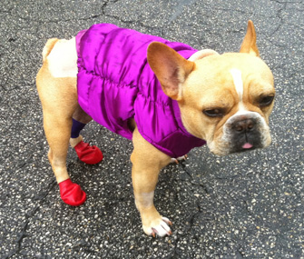 bulldog in booties and a vest