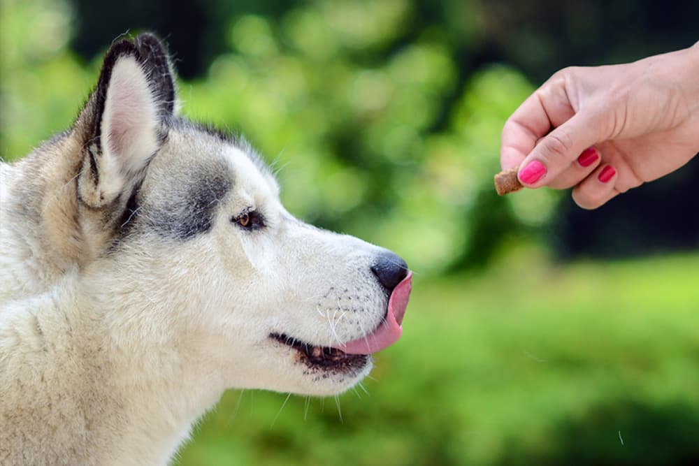 husky dog licking its chops in anticipation of treat owner is about to deliver