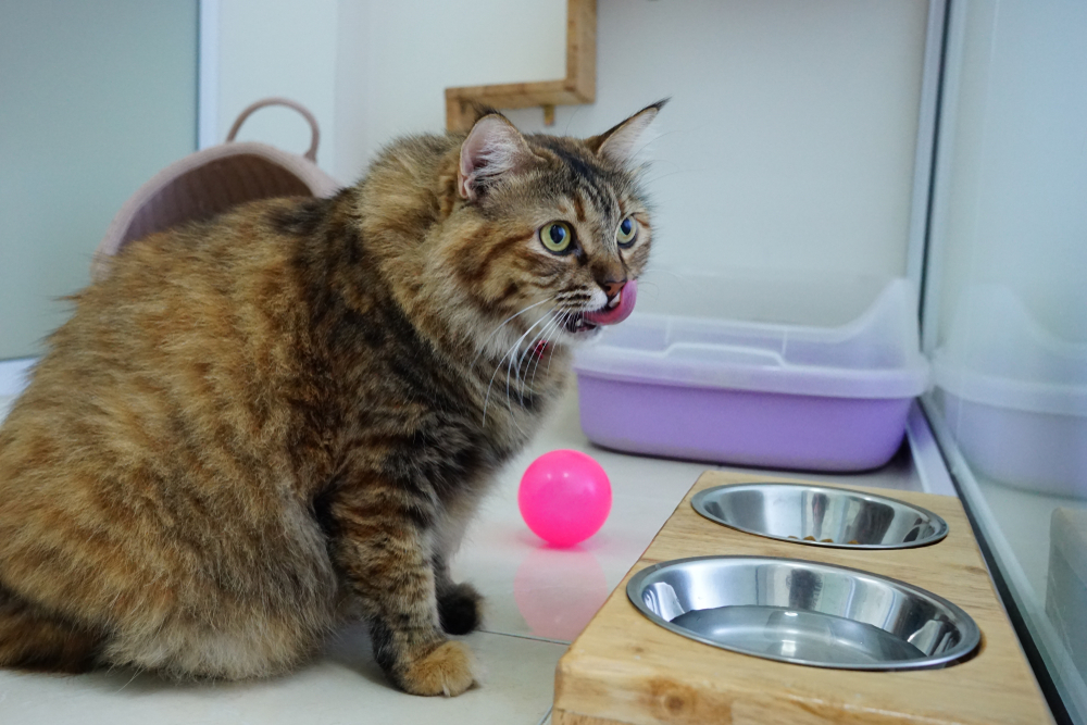 litter box for multiple cats