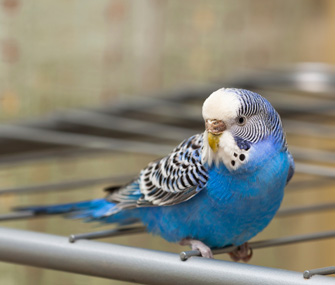 Blue budgie bird