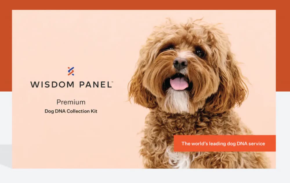 Wisdom Panel Premium dog dna tests