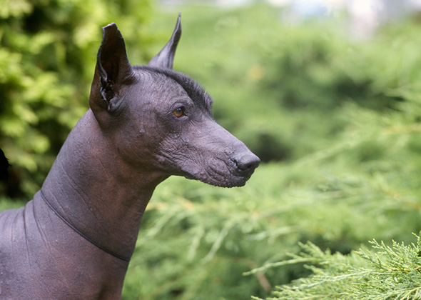 Xoloitzcuintli