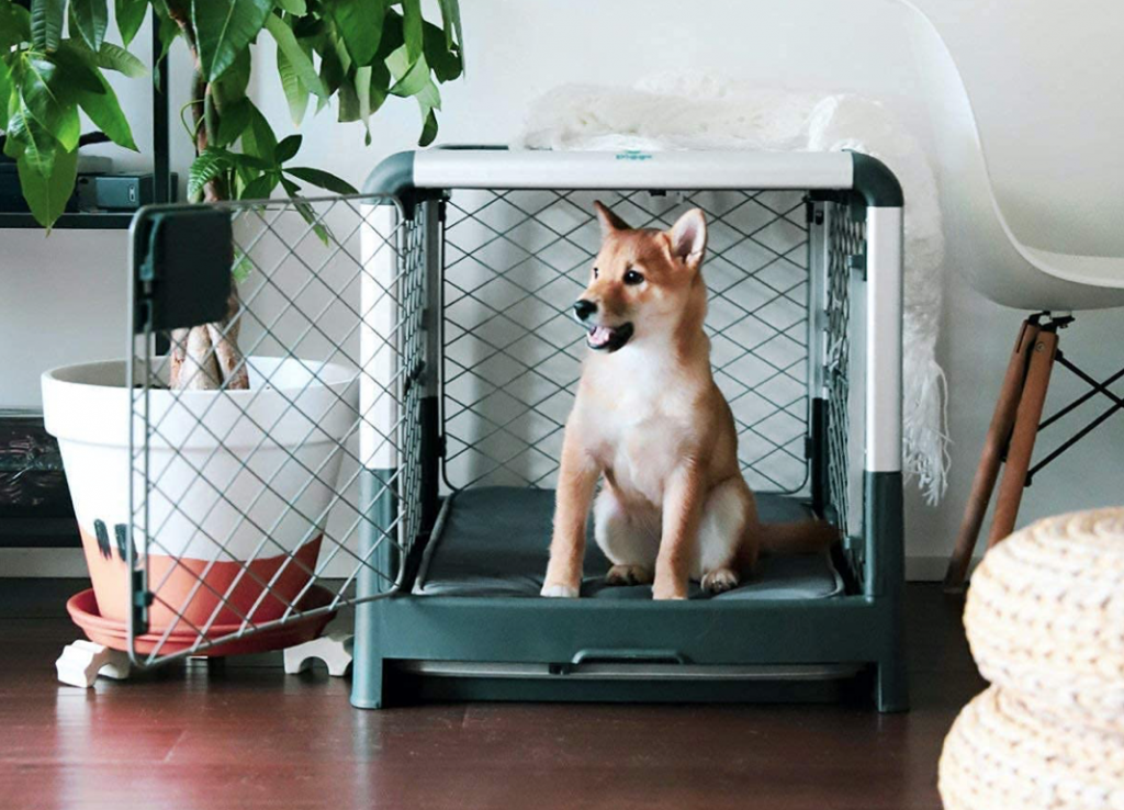 Dog in a Diggs dog crate